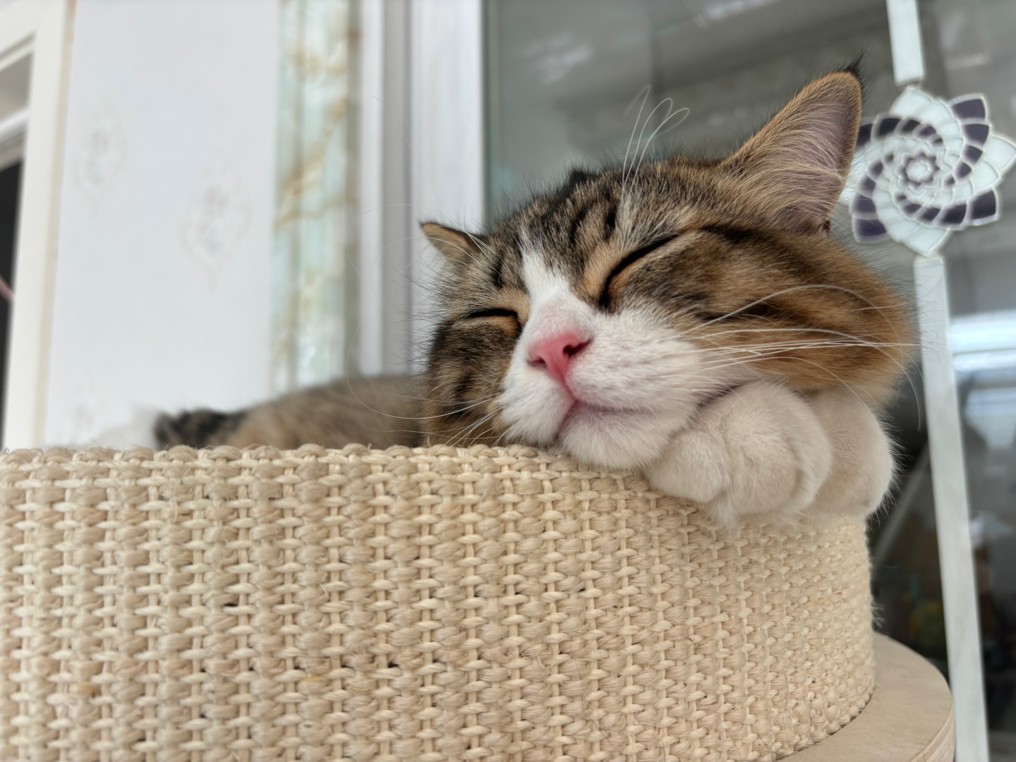 ( ´ ▽ ` )ノ(^o^)/*\(๑• ₃ •๑)~(^◇^)/