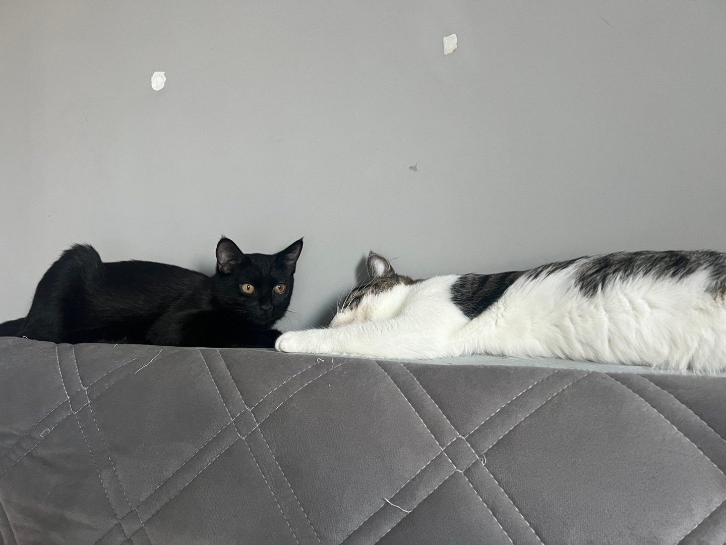 两只大肥猫