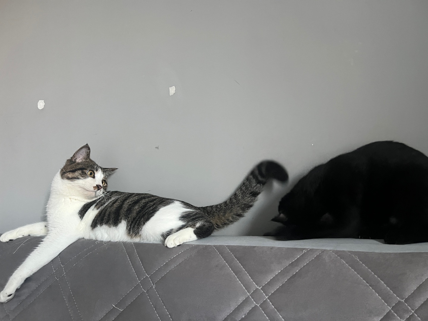 来一组双猫组合