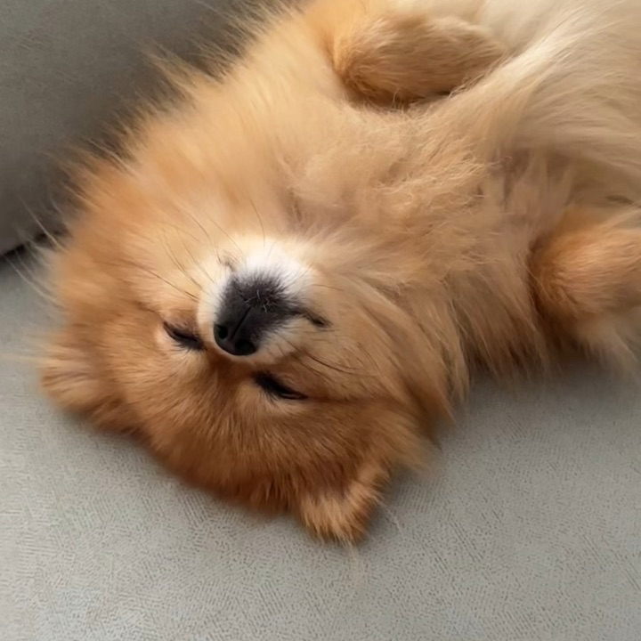 谁懂啊睡觉也是笑眯眯的