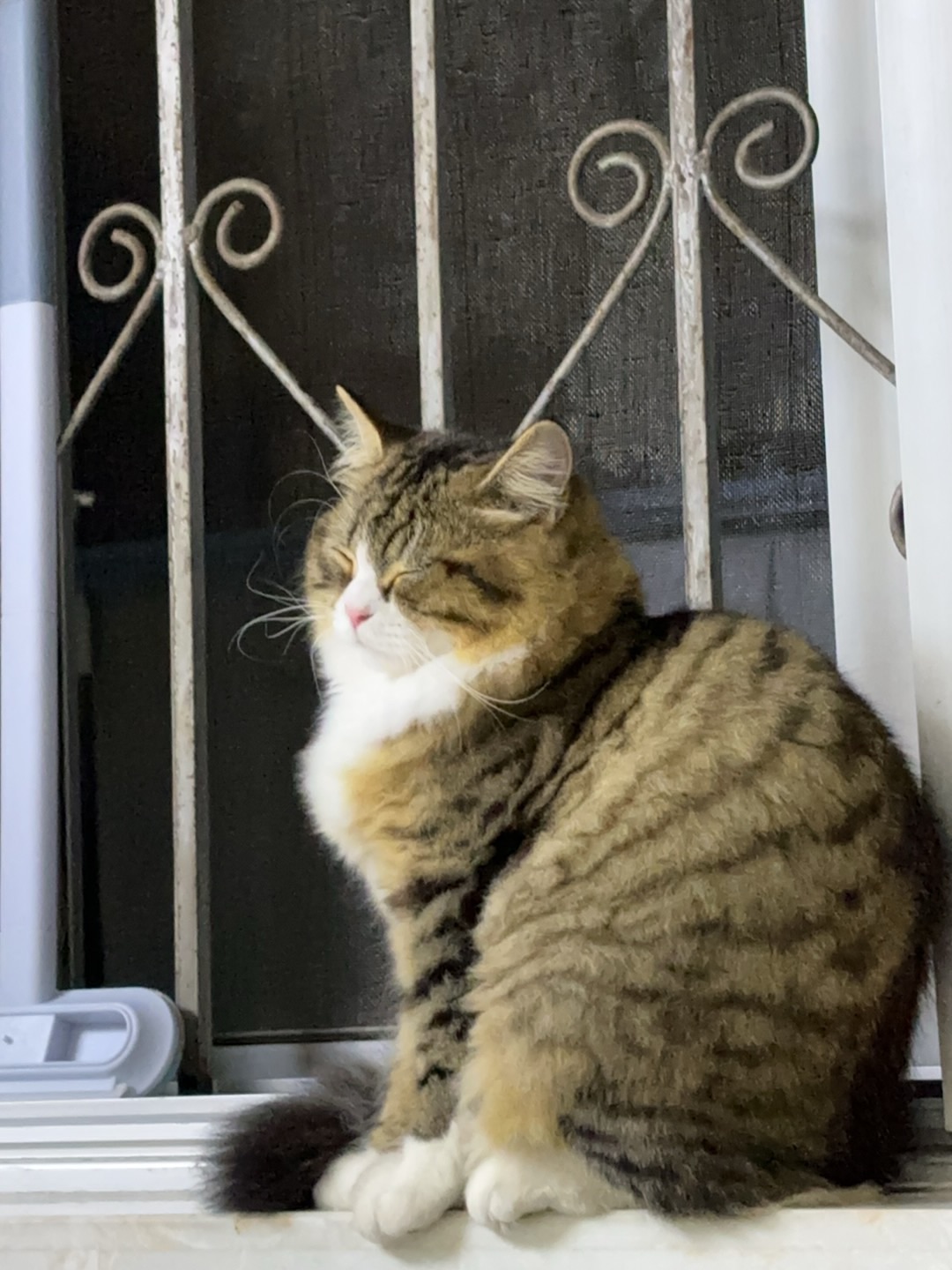 ( ´ ▽ ` )ノHi~ o(* ̄▽ ̄*)ブ*\(๑• ₃ •๑)