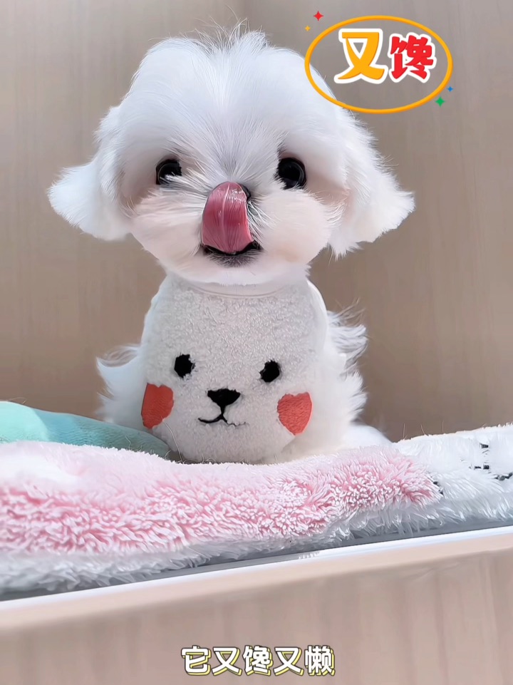 “护卫犬”日记✍🏻今天也有在认真被妈妈护卫犬