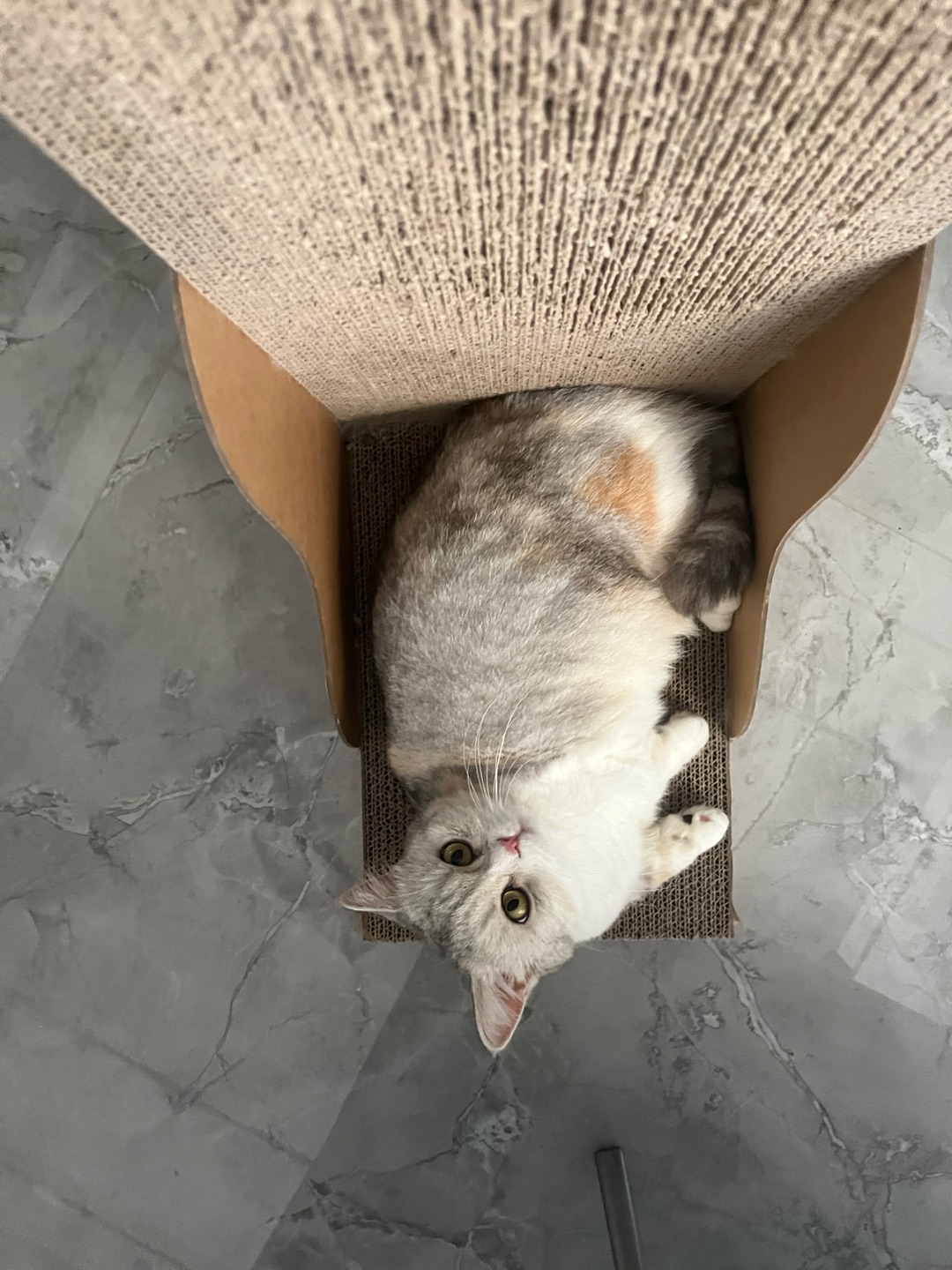 哦～小猫小猫