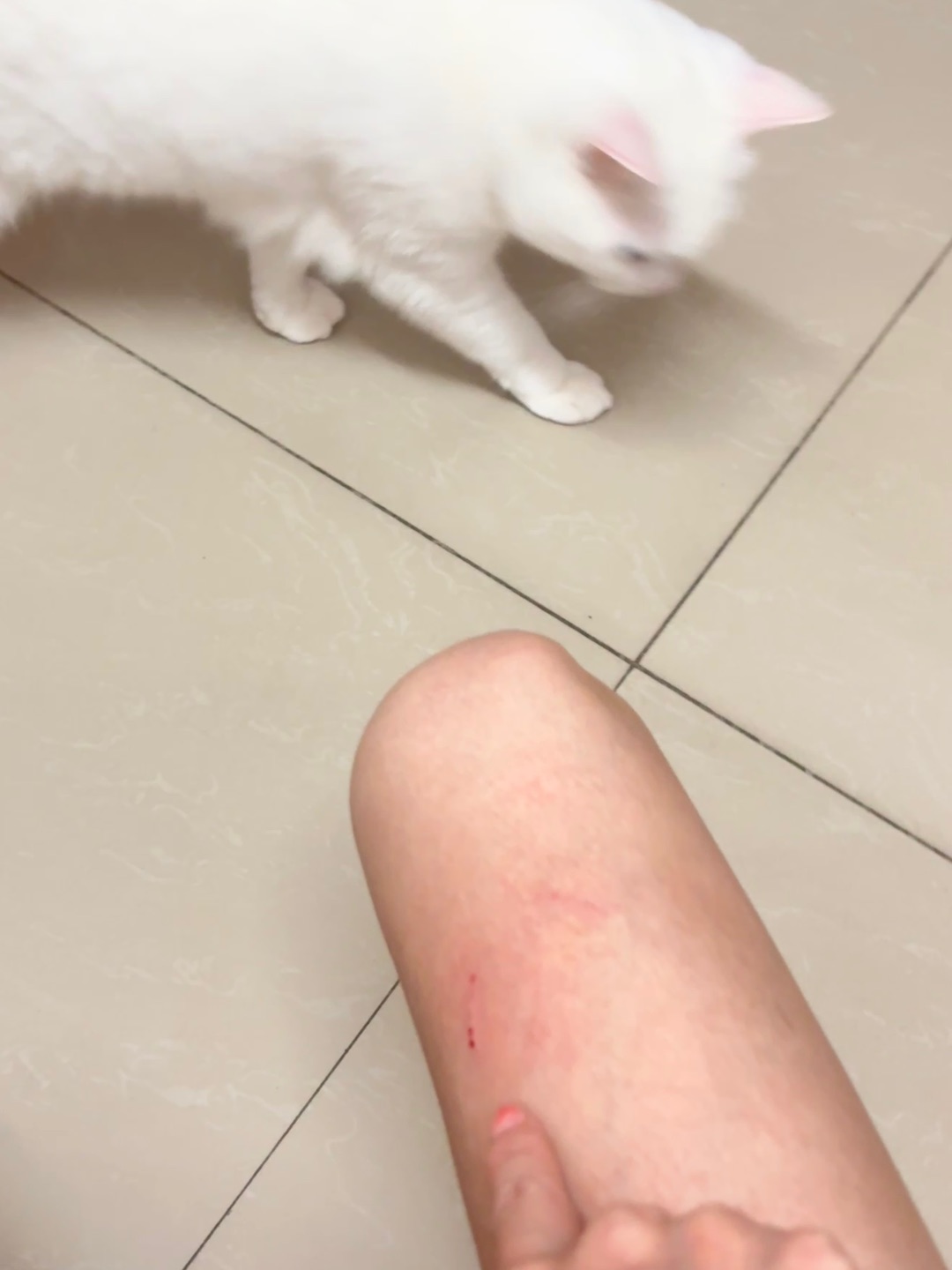 10.8逆子抓我了