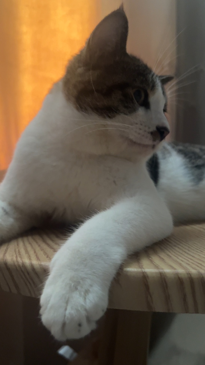 刚好躺下一只大肥咪
