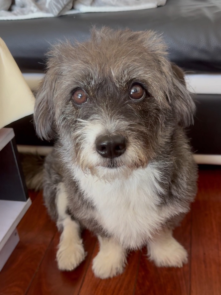 苹果，狗都不吃