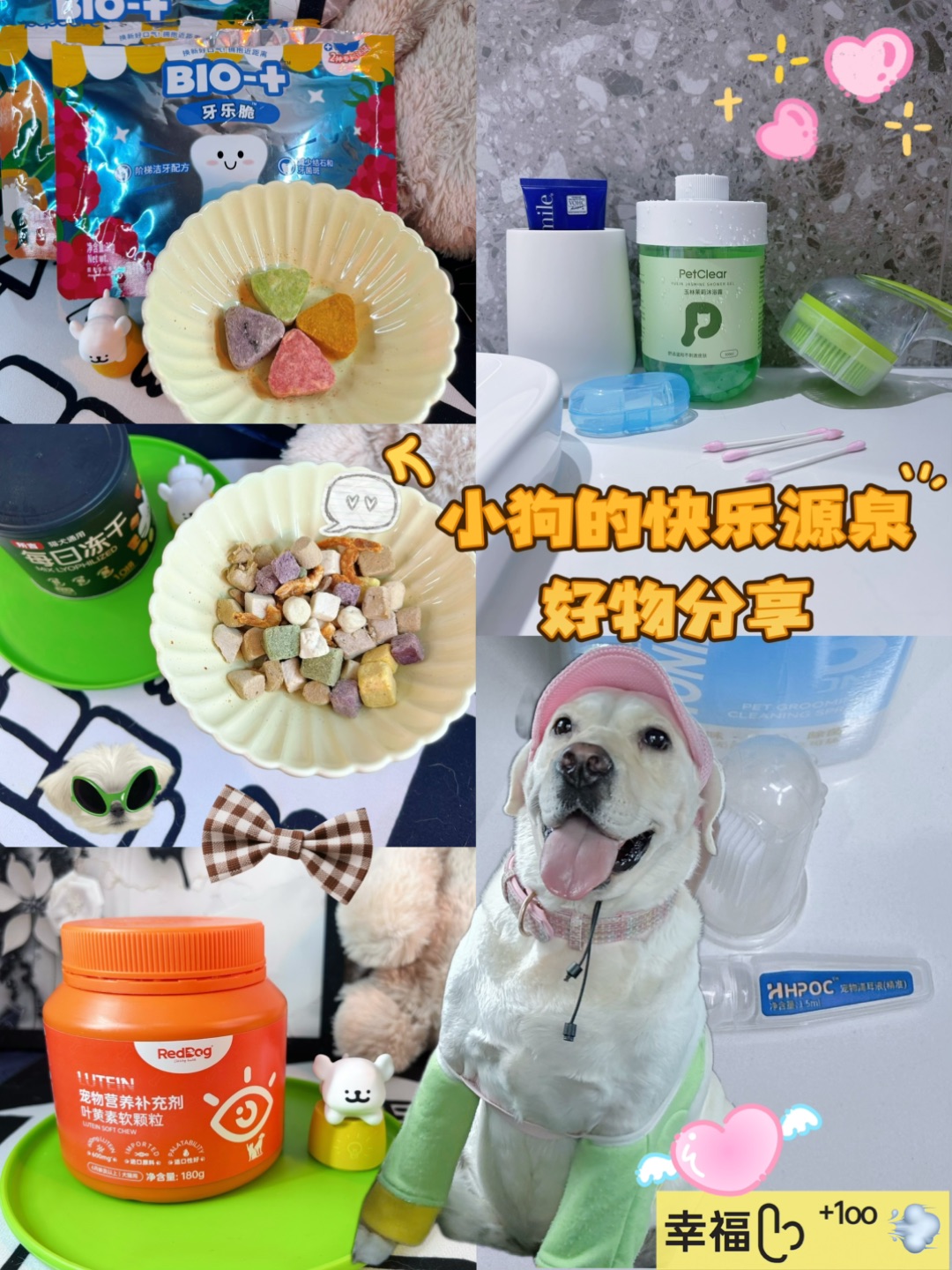 小斗的快乐源泉🐶