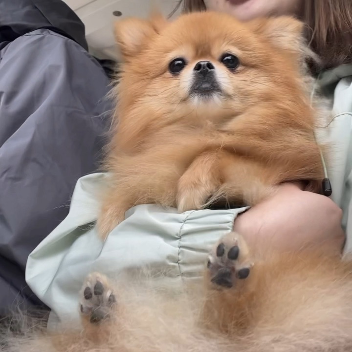 第一次做缆车，怎么和小孩子一样的