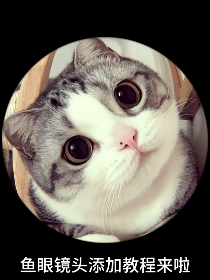 给你的小猫加鱼眼镜头