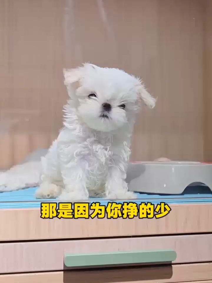 小狗嘴太贫💢怼人金句连发，我竟无力反驳…
