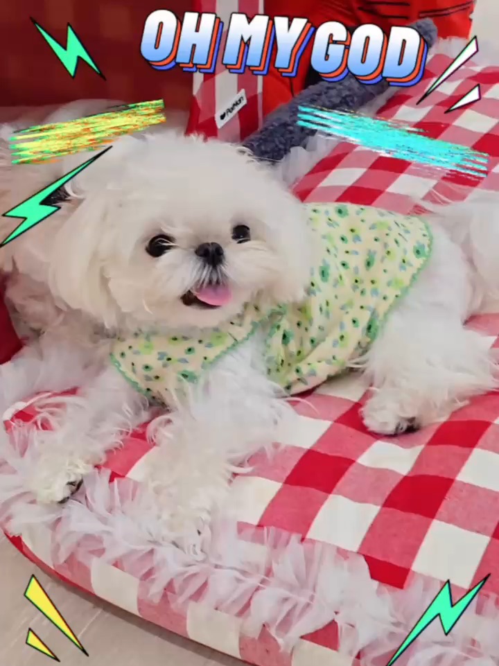 🐶小狗也有自己的阿贝贝，结局亮了…🤣
