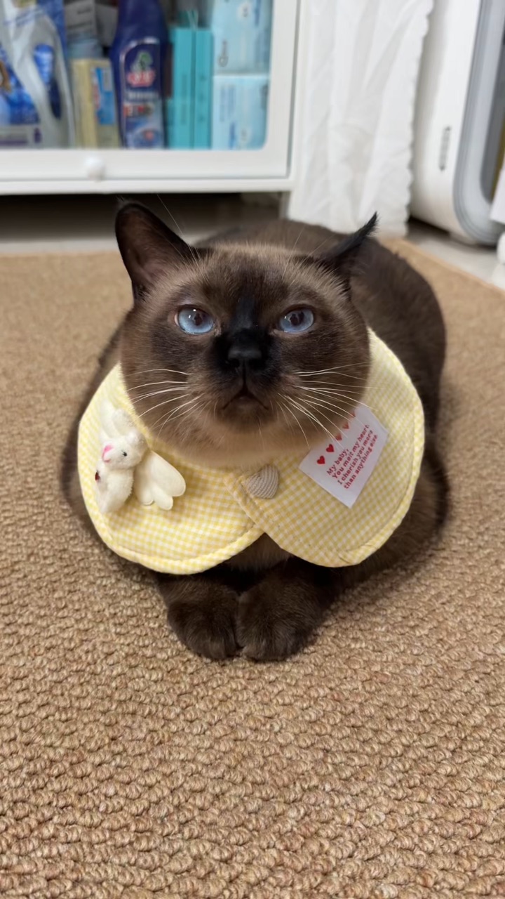 养宠人选小猫围脖，颜值和实用总得占一样