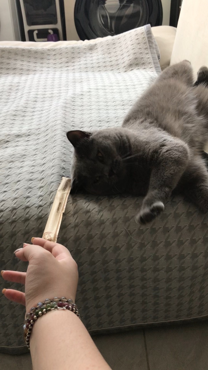 吵醒正在睡觉的小猫