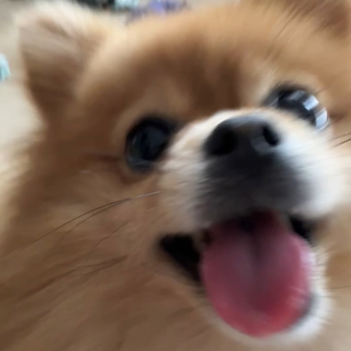冒着生命危险拍的地狱恶犬