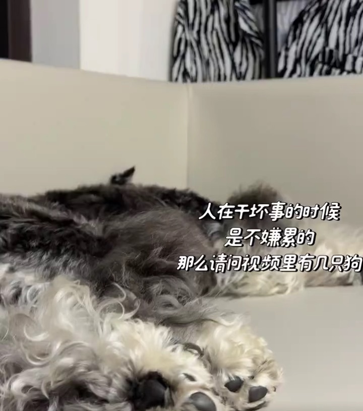 一个冷知识，小狗也怕挠脚心