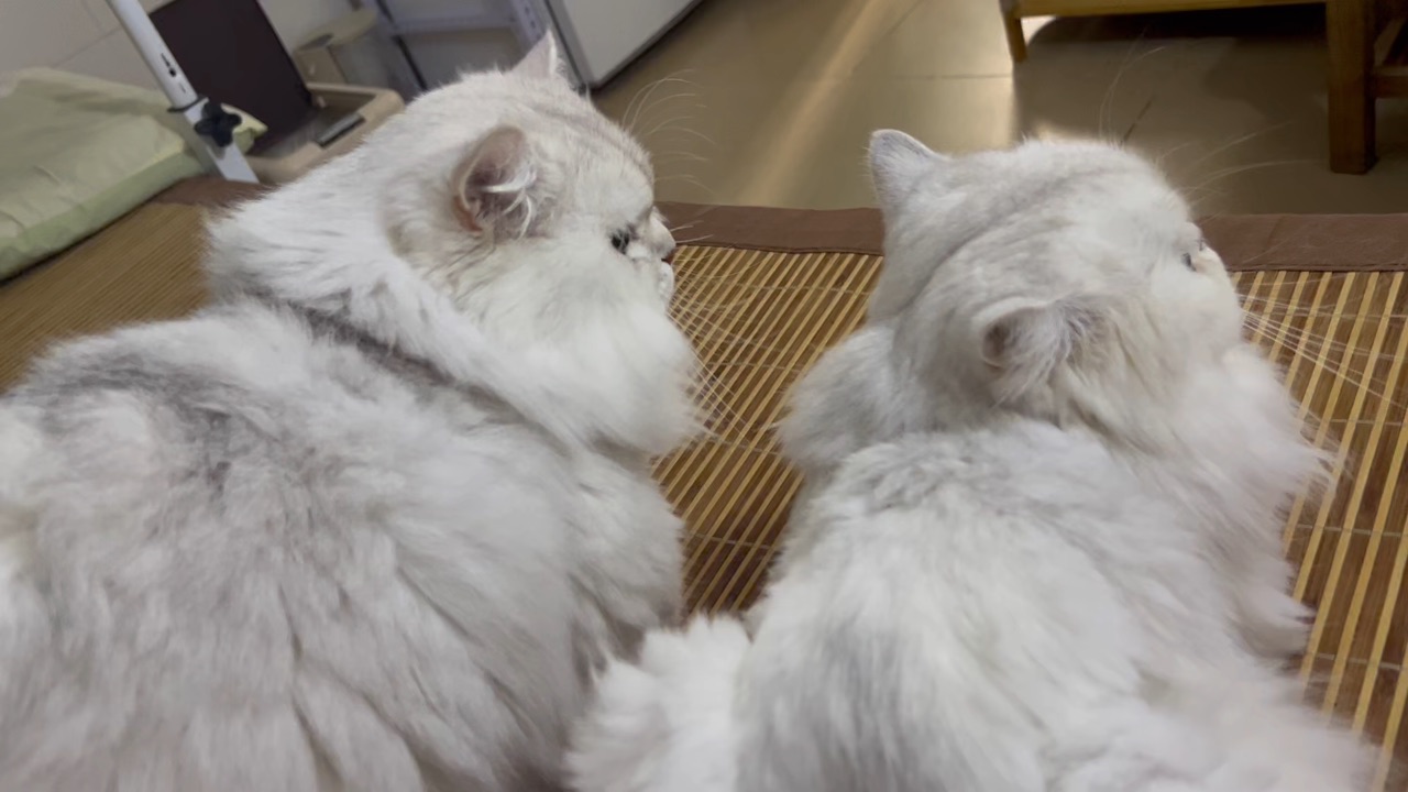 俩小只
