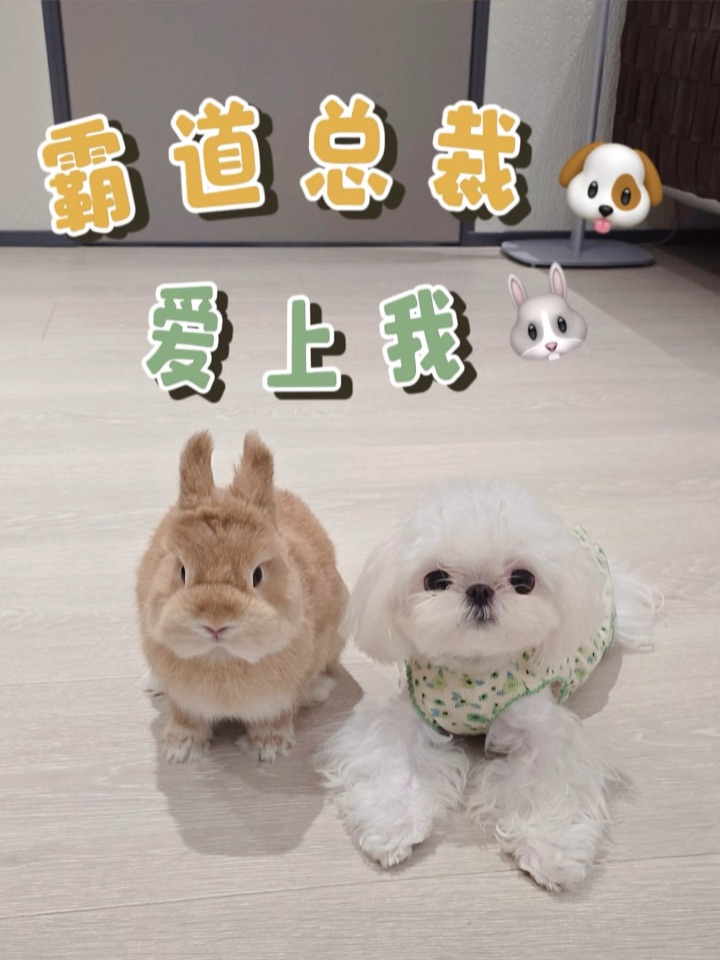 救命🆘我家小宝贝变身“霸道总裁”了🐶🐰