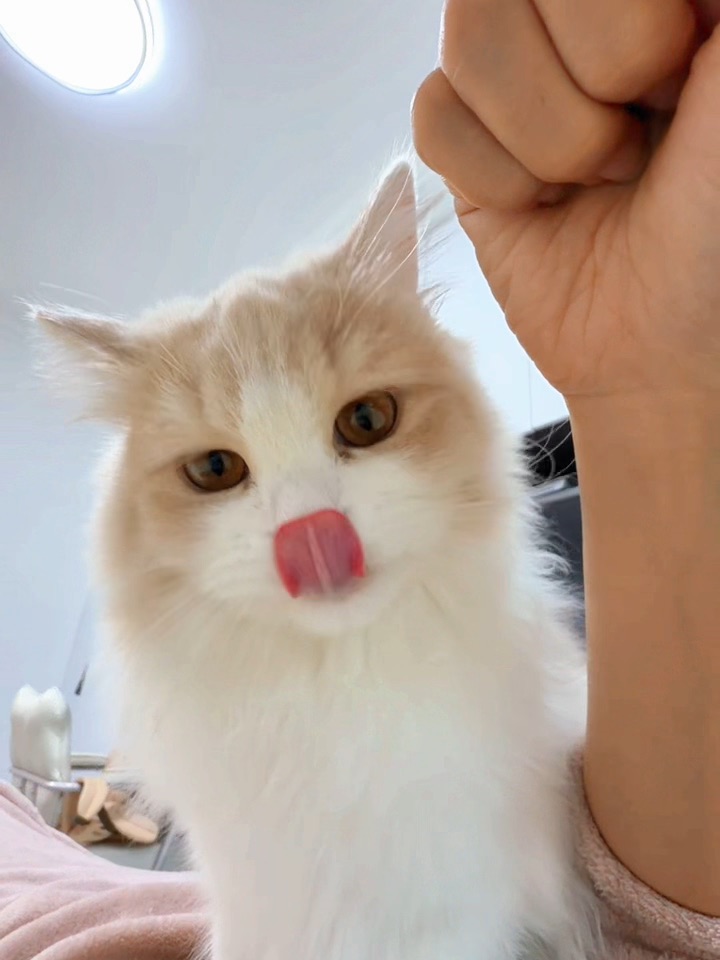 小猫爱舔人是正常的吗？