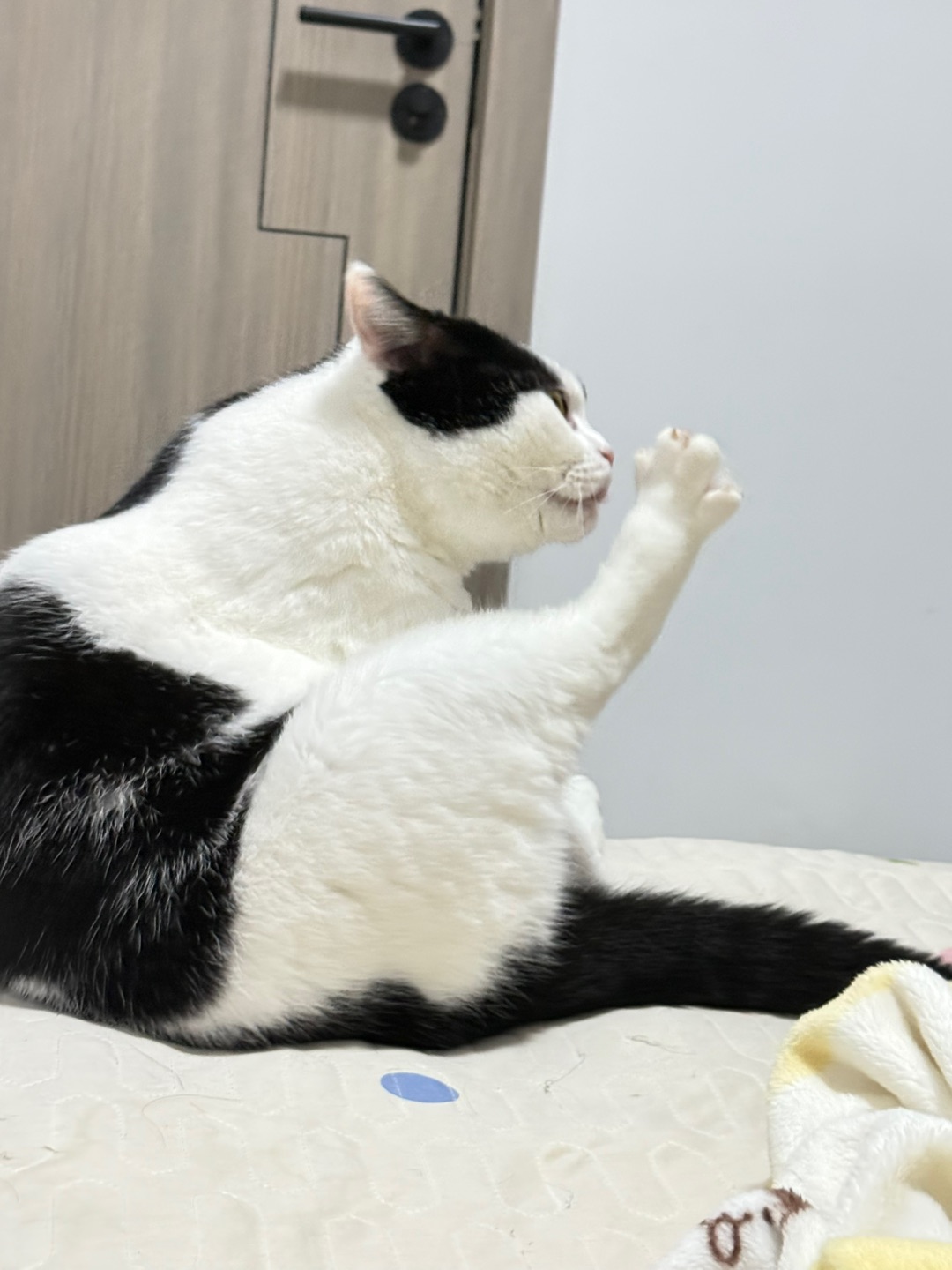 吃大咪大腿了