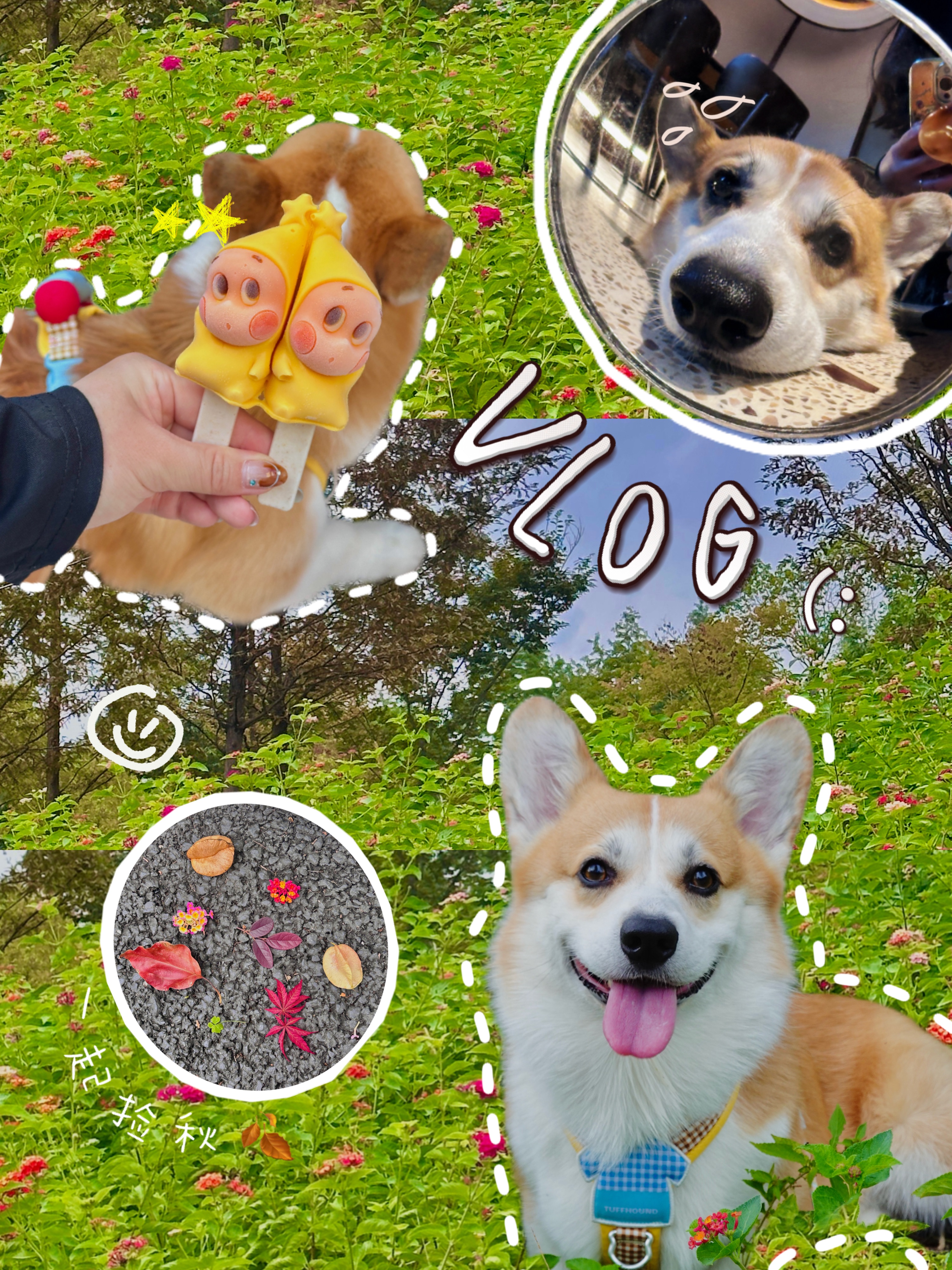 带着反光镜🤳🏻和小狗开启星星人✨的一天💛