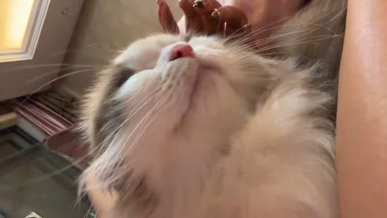 粘人精胖胖酱 只要舅妈稍微摸两下立马就呼呼噜噜啦 怎么这么可爱