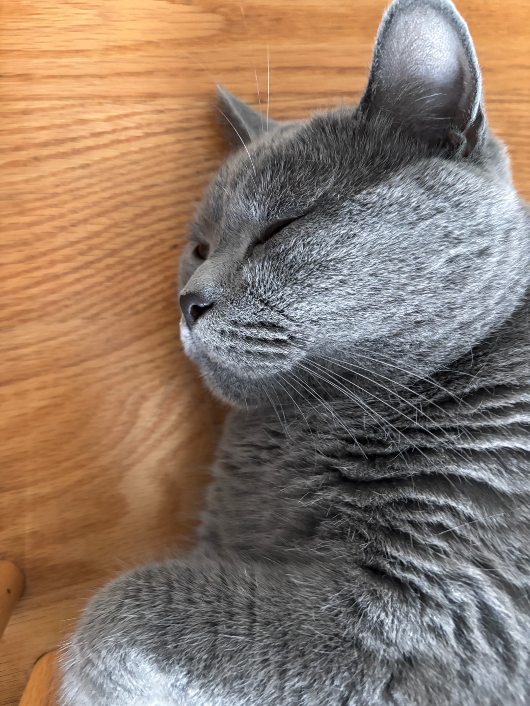 睡着的猫