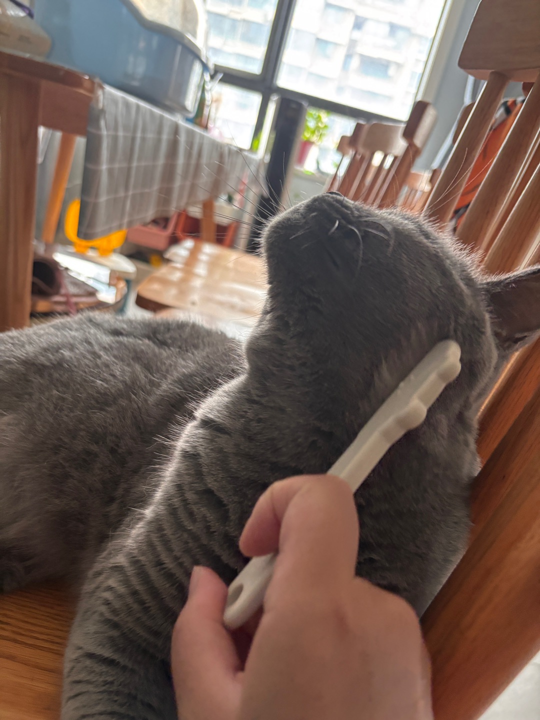 宠物面梳测评