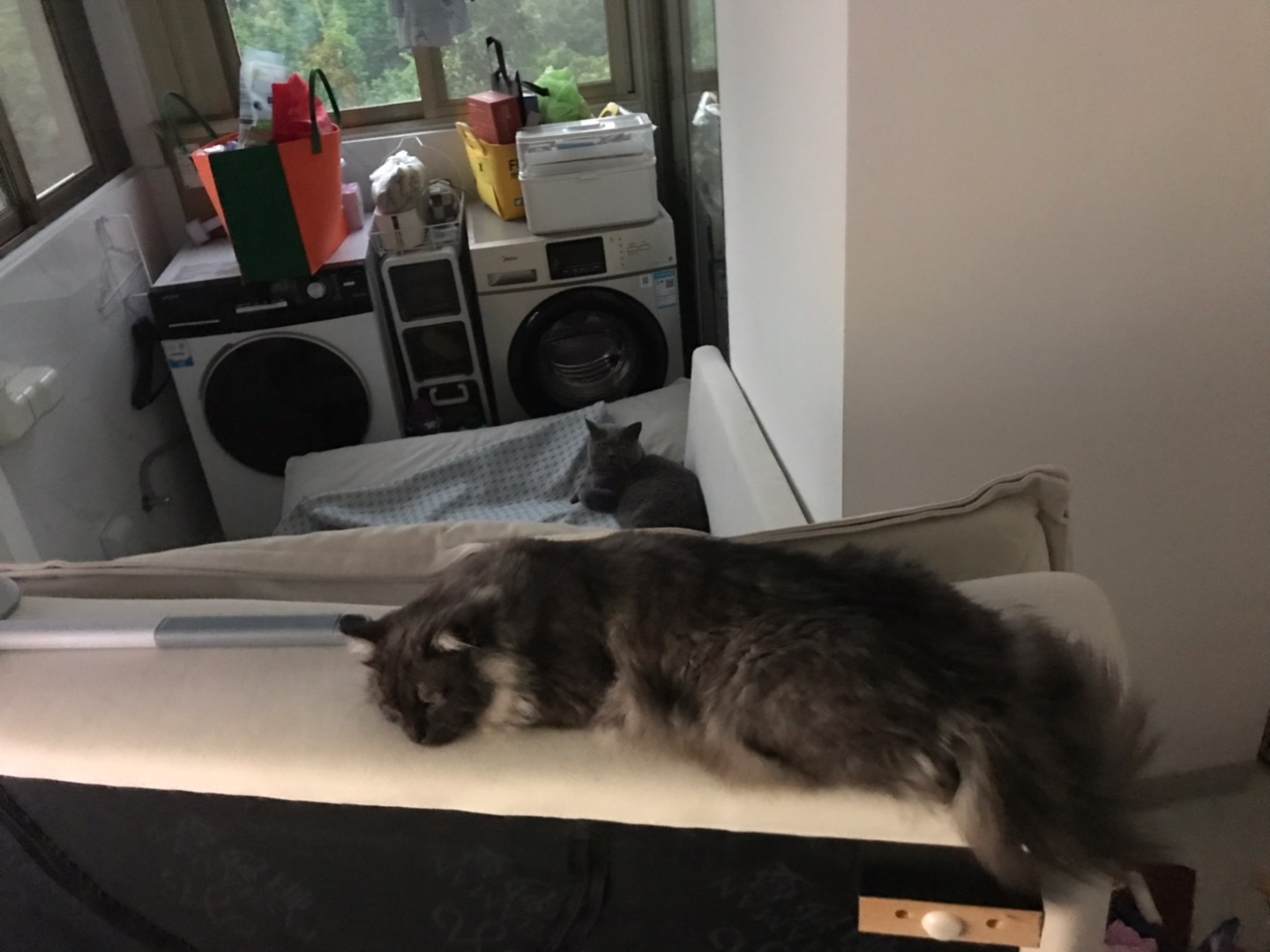 一🐱一🛋️