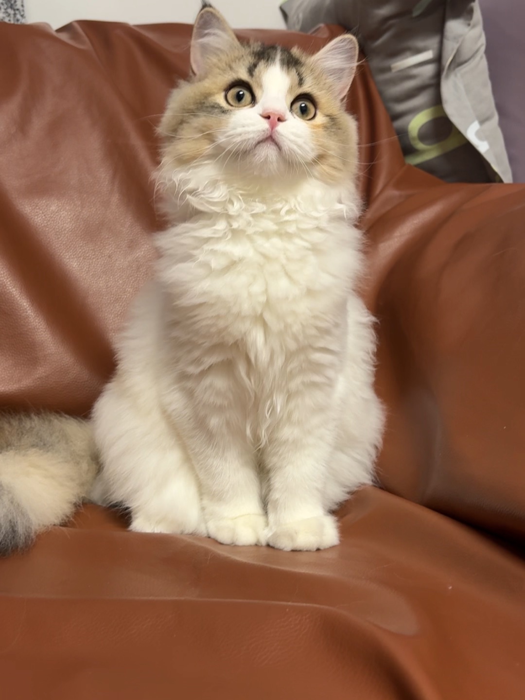 优雅的小秃猫～