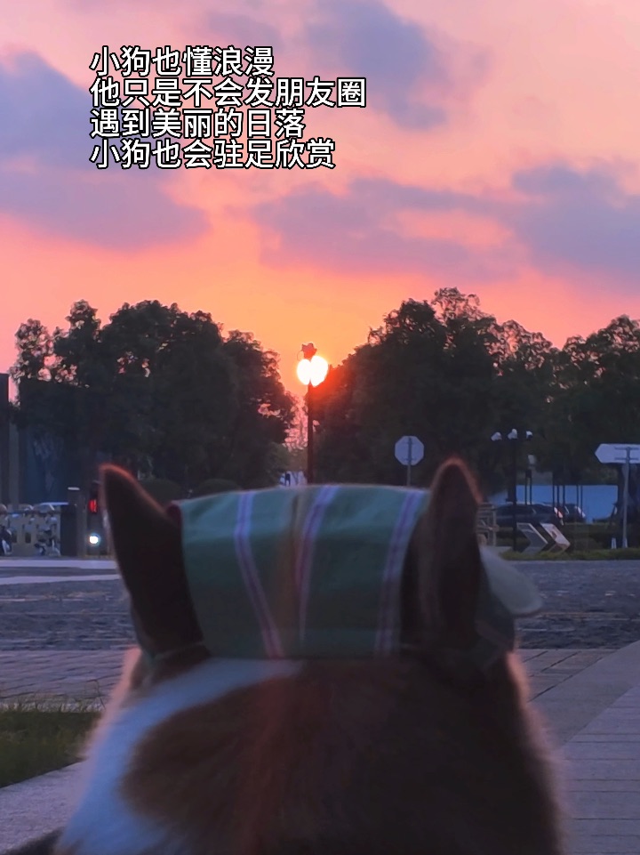 小狗也懂浪漫🏜️也会为日落的美丽驻足🌇