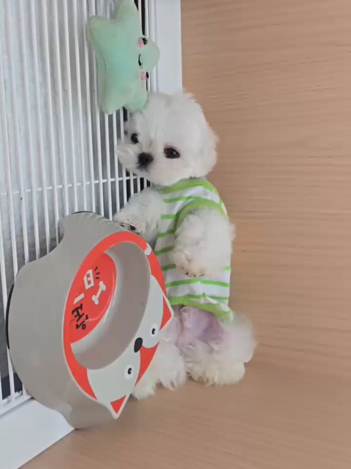我家小狗懒到用饭盆当枕头了🛌