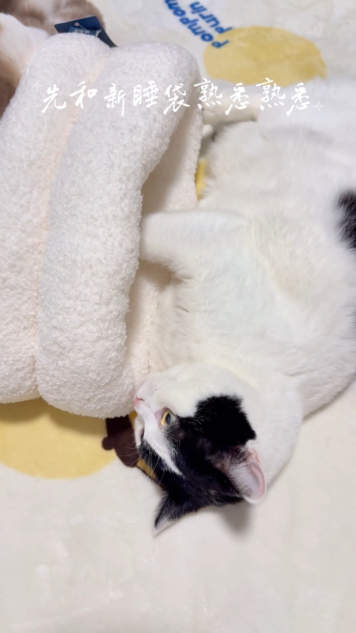 给小猫找到冬天睡觉位置了