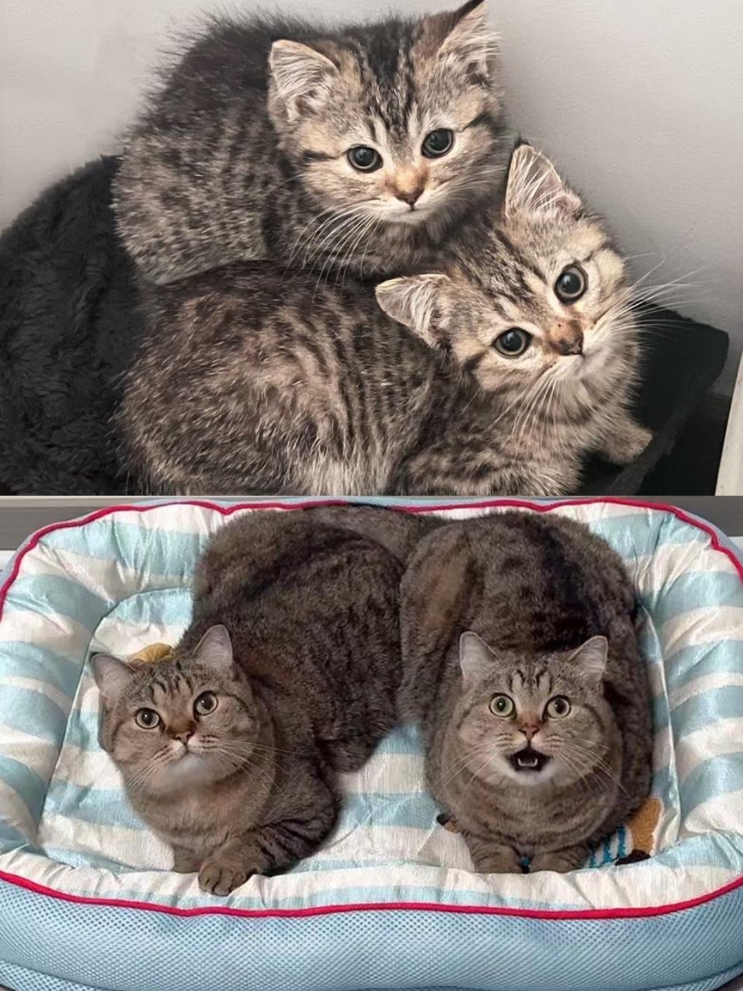 一起变卡车的约定👭