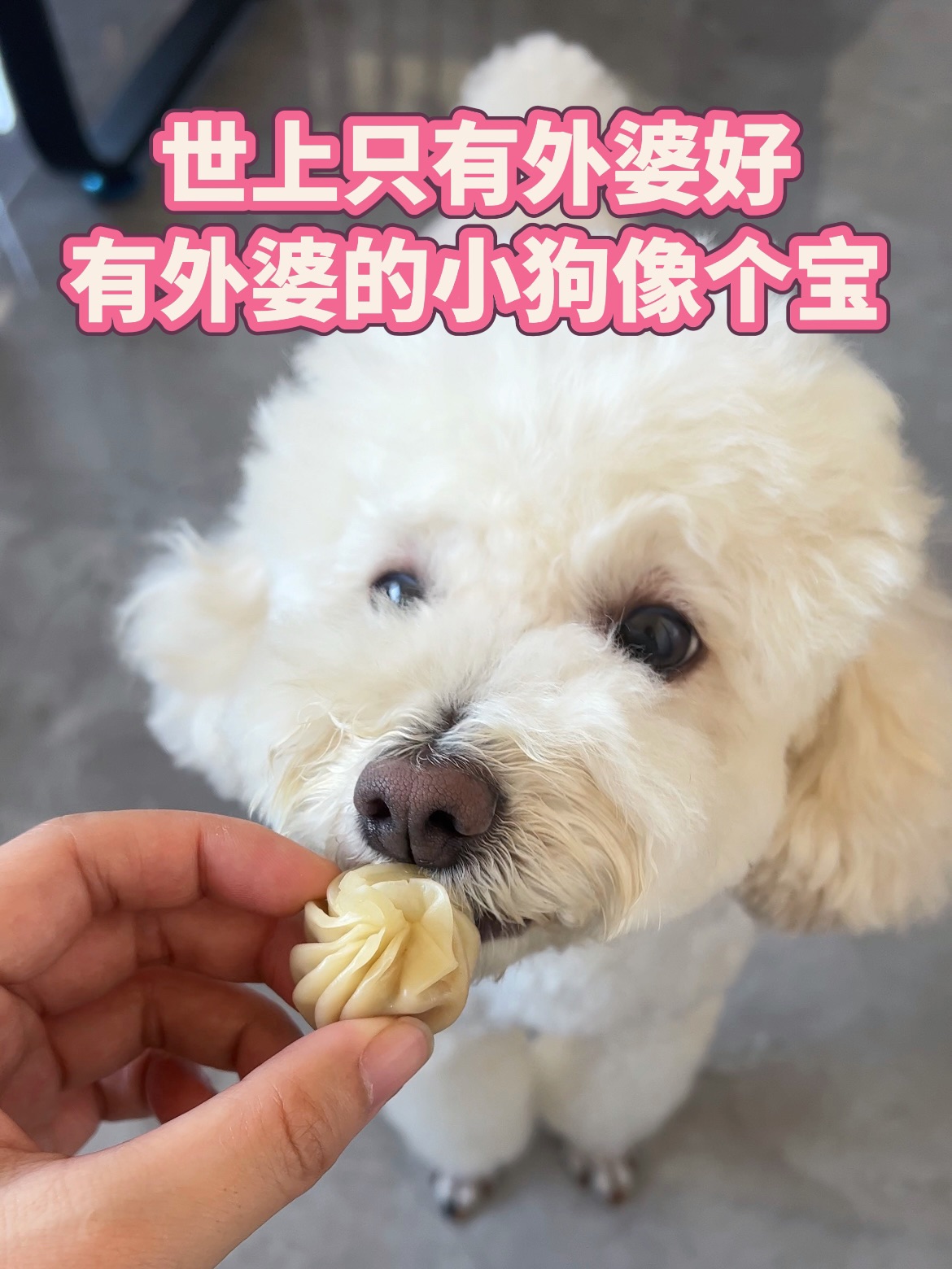 世上只有外婆好，有外婆的小狗像个宝！