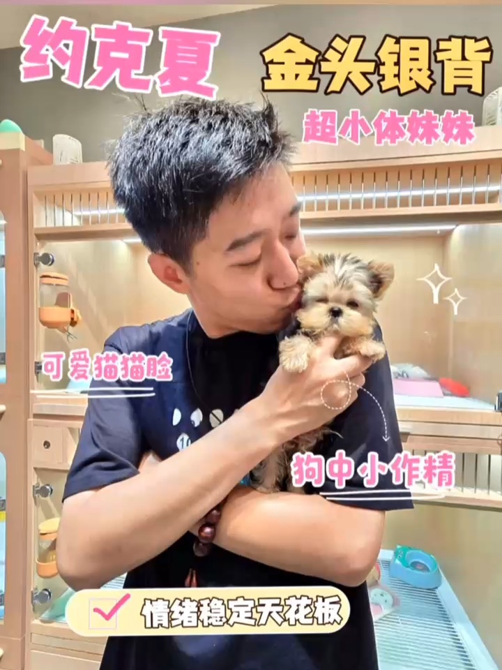约克夏妹妹嗲精来袭，门槛精的咧🤭
