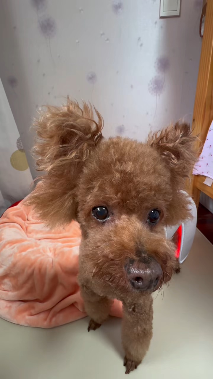 做个养生小狗🐶保养下自己的关节