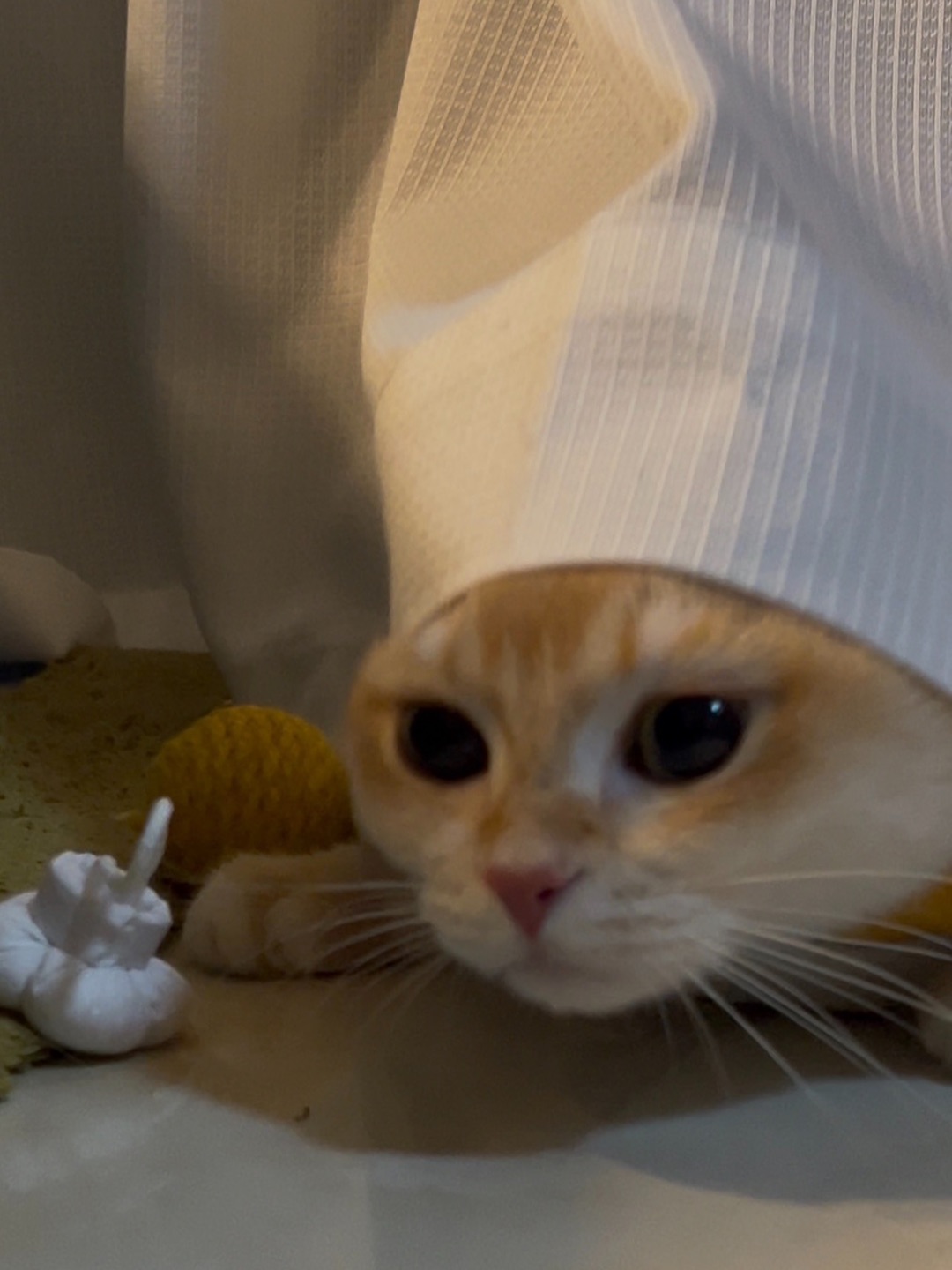 今天是厨师👩🍳喵～
