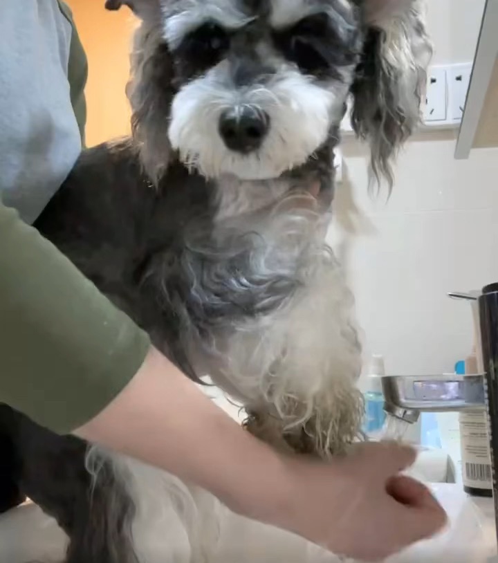 沉浸式洗狗脚