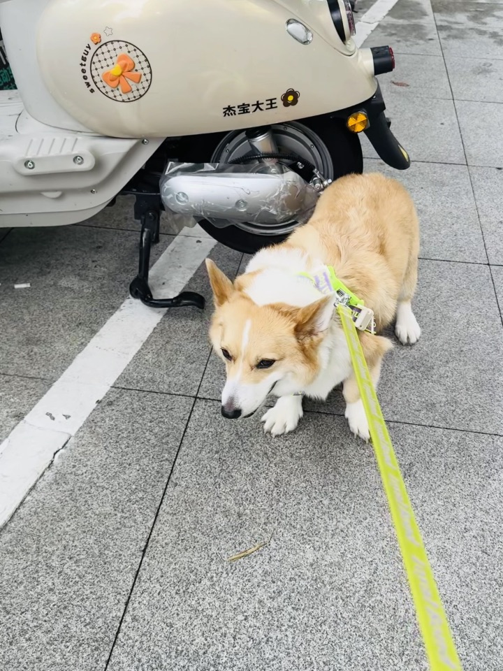 今天一定要拉💩