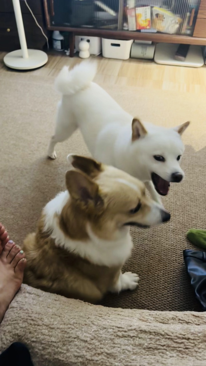 又来新伙伴啦