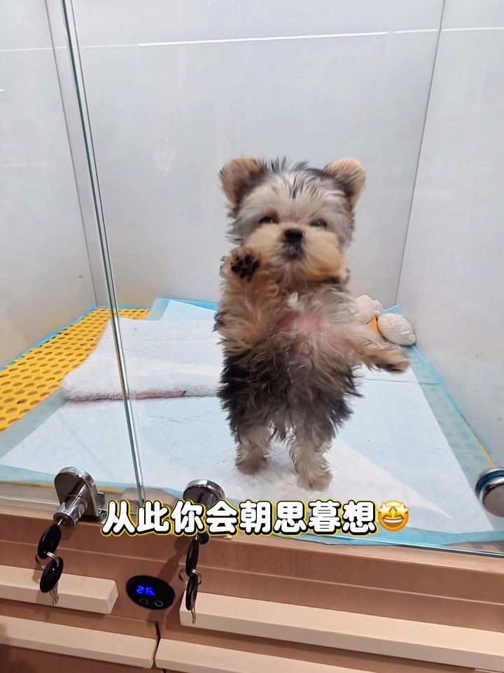 🐾SORRY～可爱到你确实是我不对