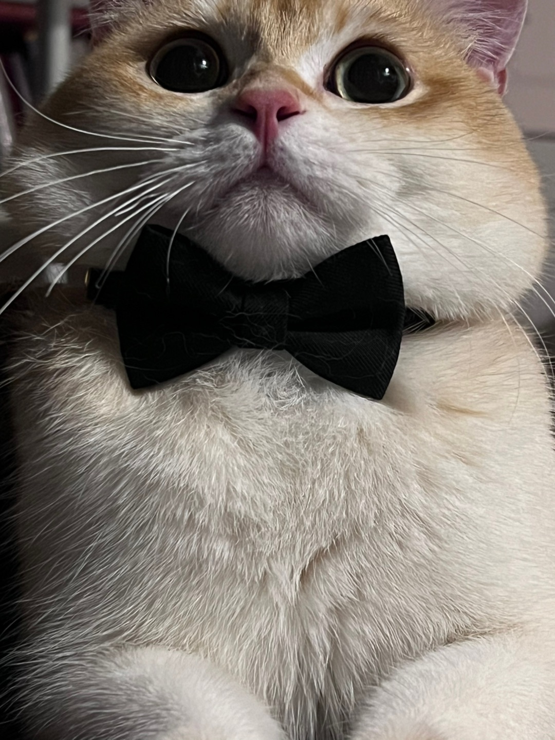 嘻嘻，我就是最绅士的猫