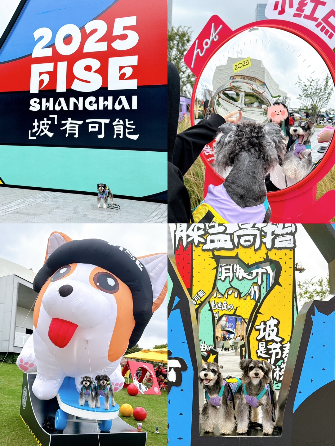 小狗冲冲❗宠物友好的FISE城市运动嘉年华