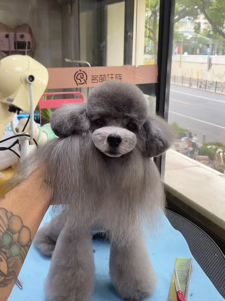 出游前第一步☝️ 先送🐶去修个造型