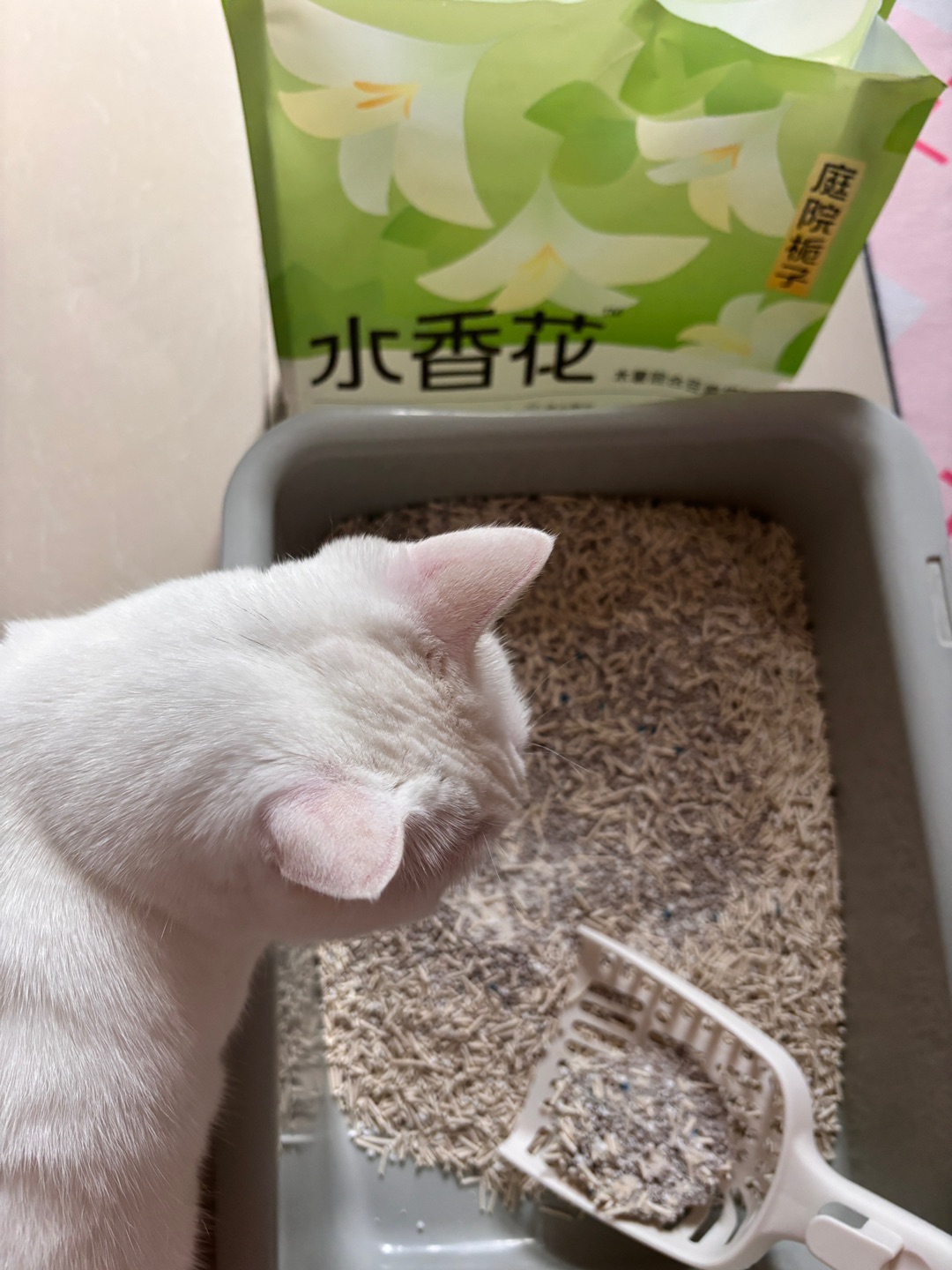 11.8囧宝水香花混合猫砂