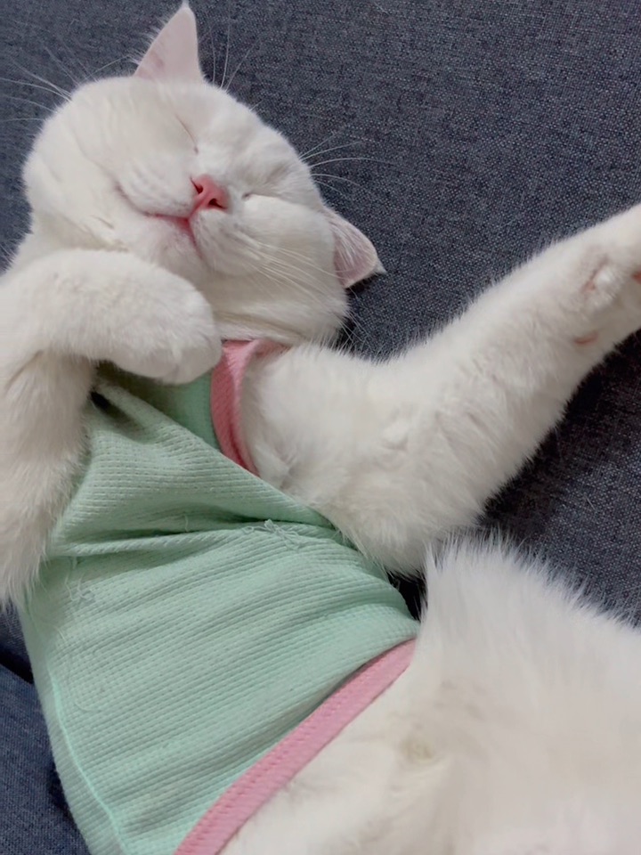 惬意午睡💤