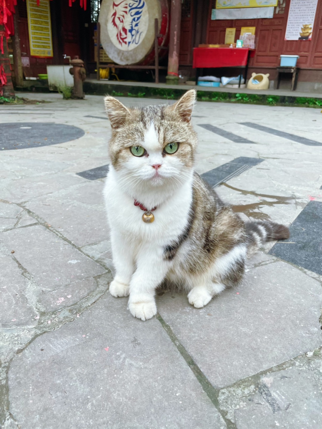 猫猫庙的小咪