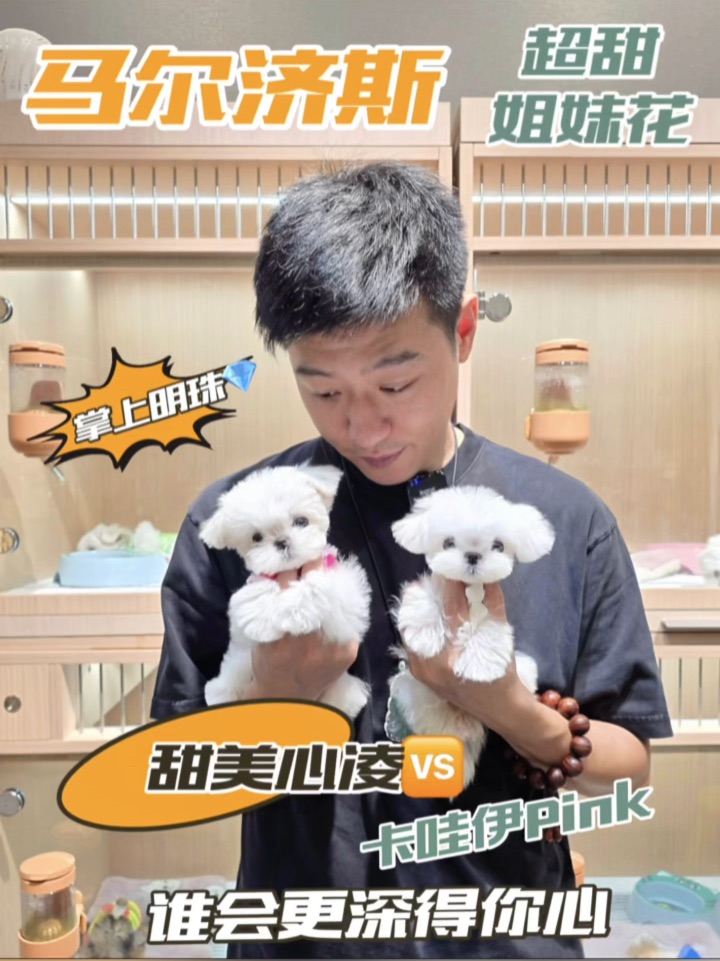 马尔济斯超甜姐妹花，谁会更深得你心呢？