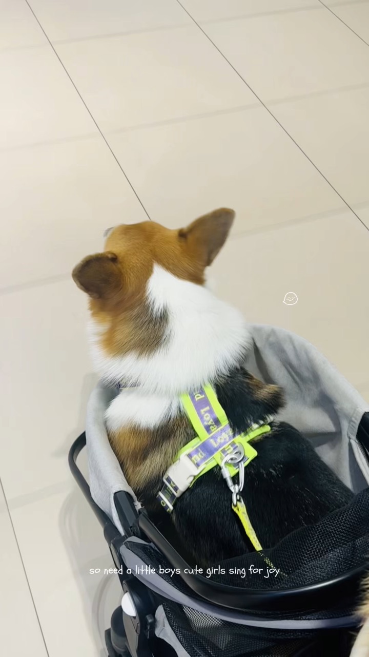 今天是优秀小狗