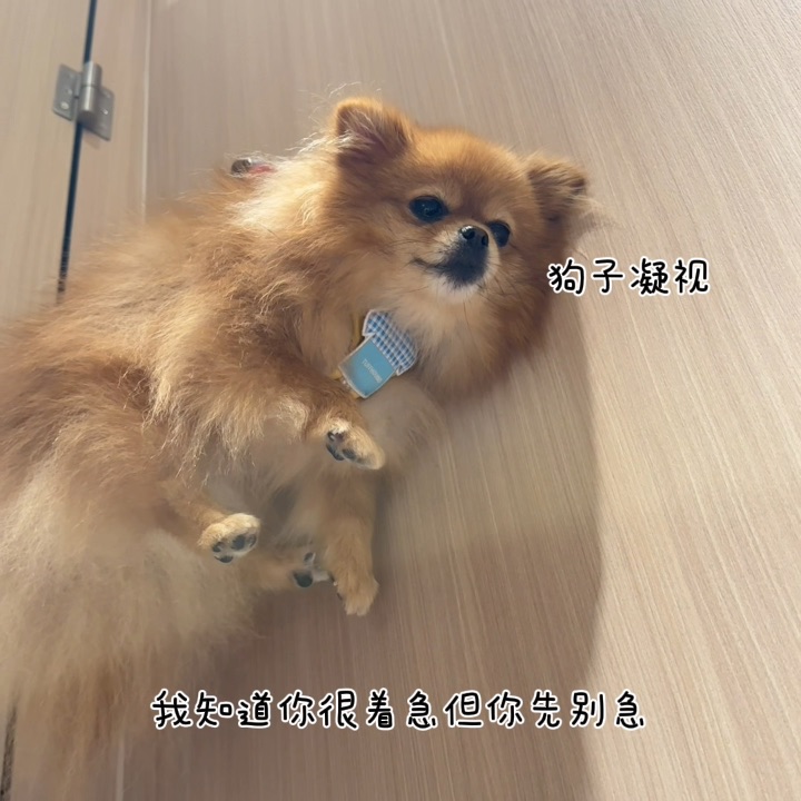 我才不是小狗挂件呢！